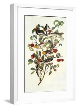 Audubon's Warbler-John James Audubon-Framed Premium Giclee Print