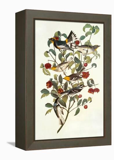 Audubon's Warbler-John James Audubon-Framed Stretched Canvas