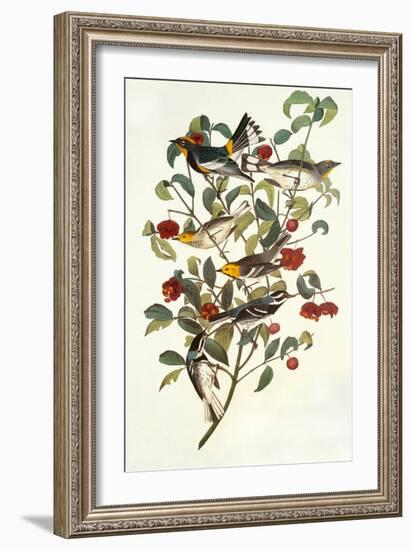 Audubon's Warbler-John James Audubon-Framed Art Print