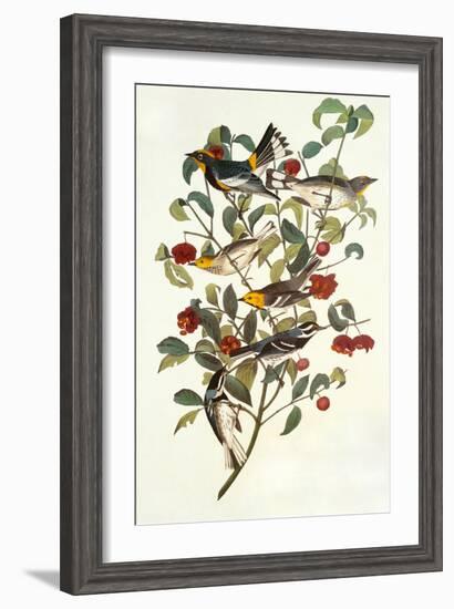 Audubon's Warbler-John James Audubon-Framed Art Print