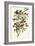 Audubon's Warbler-John James Audubon-Framed Art Print