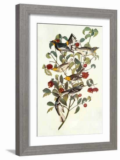 Audubon's Warbler-John James Audubon-Framed Art Print