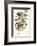 Audubon's Warbler-John James Audubon-Framed Art Print