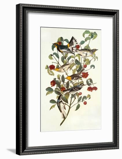 Audubon's Warbler-John James Audubon-Framed Art Print