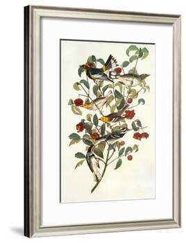 Audubon's Warbler-John James Audubon-Framed Art Print