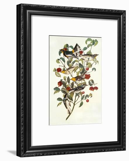 Audubon's Warbler-John James Audubon-Framed Art Print