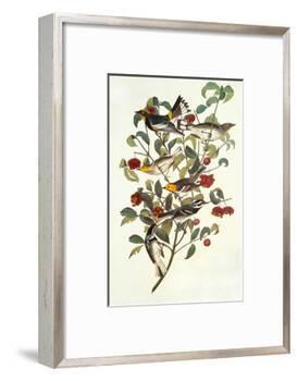 Audubon's Warbler-John James Audubon-Framed Art Print