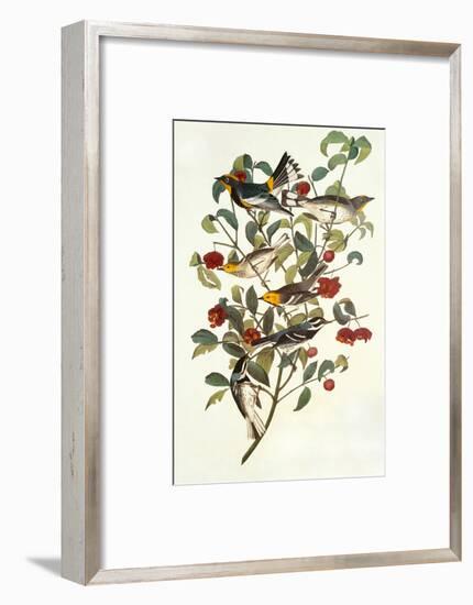 Audubon's Warbler-John James Audubon-Framed Art Print