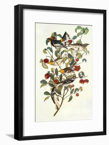 Audubon's Warbler-John James Audubon-Framed Art Print