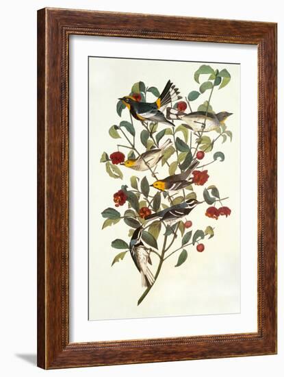 Audubon's Warbler-John James Audubon-Framed Art Print