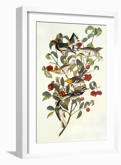 Audubon's Warbler-John James Audubon-Framed Art Print