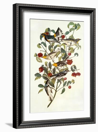 Audubon's Warbler-John James Audubon-Framed Art Print