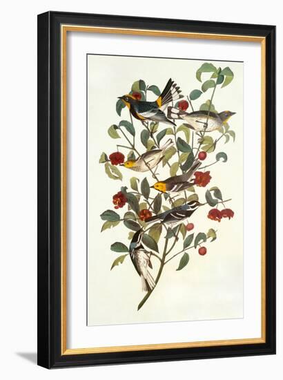 Audubon's Warbler-John James Audubon-Framed Art Print