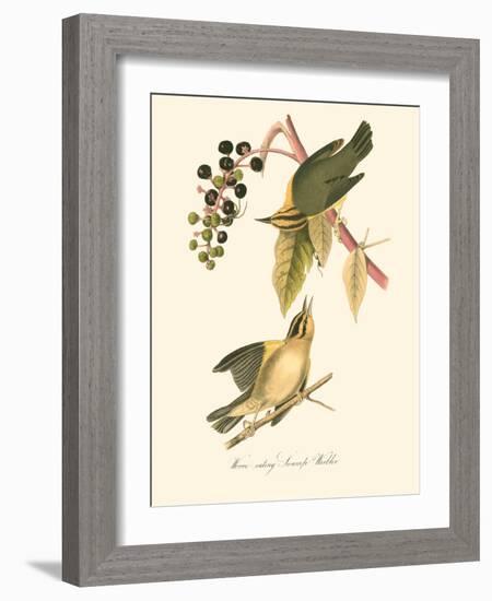 Audubon's Warbler-John James Audubon-Framed Art Print