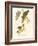 Audubon's Warbler-John James Audubon-Framed Art Print