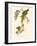 Audubon's Warbler-John James Audubon-Framed Art Print
