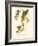 Audubon's Warbler-John James Audubon-Framed Art Print