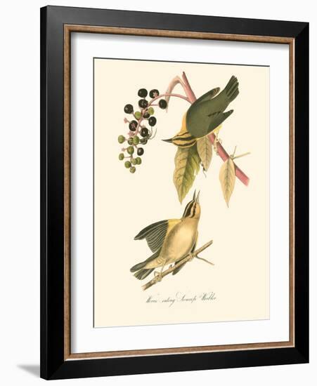 Audubon's Warbler-John James Audubon-Framed Art Print