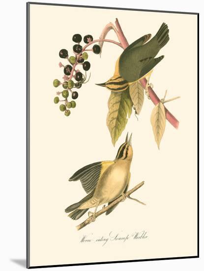 Audubon's Warbler-John James Audubon-Mounted Art Print