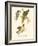 Audubon's Warbler-John James Audubon-Framed Art Print