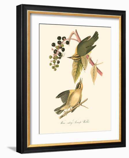 Audubon's Warbler-John James Audubon-Framed Art Print