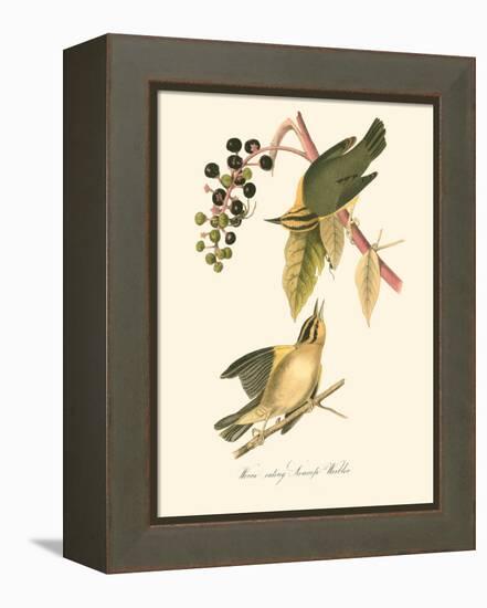 Audubon's Warbler-John James Audubon-Framed Stretched Canvas
