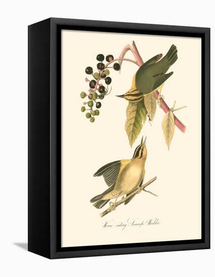 Audubon's Warbler-John James Audubon-Framed Stretched Canvas