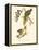 Audubon's Warbler-John James Audubon-Framed Stretched Canvas