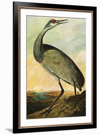 Audubon Sandhill Crane Bird-null-Framed Art Print