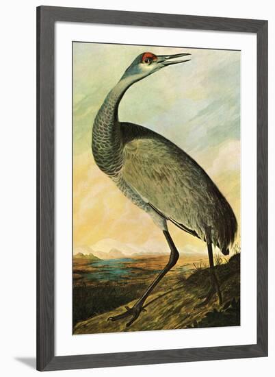 Audubon Sandhill Crane Bird-null-Framed Art Print