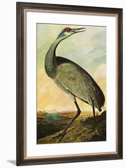 Audubon Sandhill Crane Bird-null-Framed Art Print