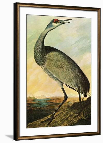 Audubon Sandhill Crane Bird-null-Framed Art Print