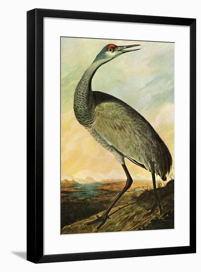 Audubon Sandhill Crane Bird-null-Framed Art Print