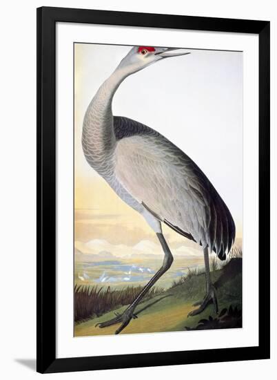 Audubon: Sandhill Crane-John James Audubon-Framed Giclee Print