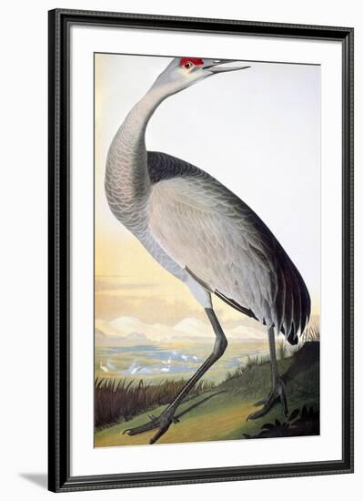 Audubon: Sandhill Crane-John James Audubon-Framed Giclee Print