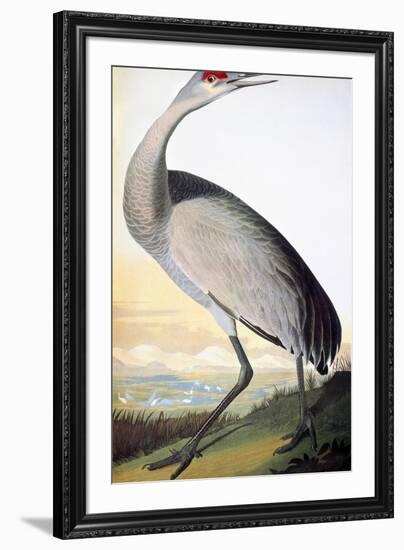 Audubon: Sandhill Crane-John James Audubon-Framed Giclee Print