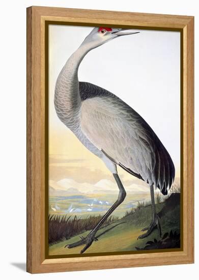 Audubon: Sandhill Crane-John James Audubon-Framed Premier Image Canvas