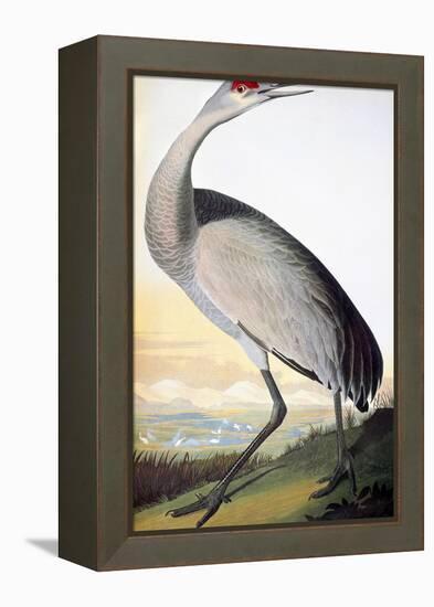 Audubon: Sandhill Crane-John James Audubon-Framed Premier Image Canvas