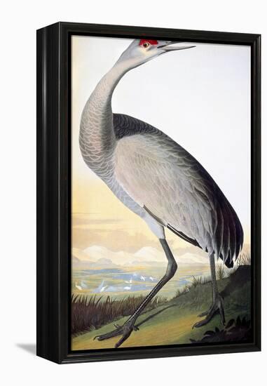 Audubon: Sandhill Crane-John James Audubon-Framed Premier Image Canvas