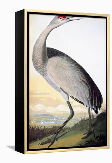 Audubon: Sandhill Crane-John James Audubon-Framed Premier Image Canvas