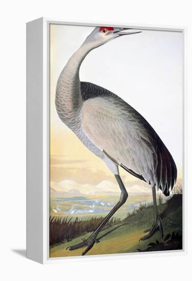 Audubon: Sandhill Crane-John James Audubon-Framed Premier Image Canvas