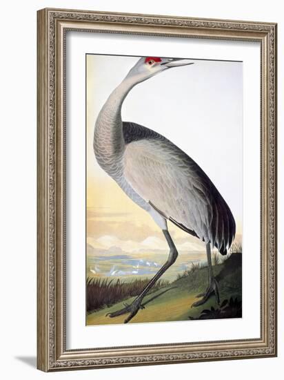 Audubon: Sandhill Crane-John James Audubon-Framed Giclee Print