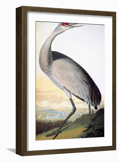 Audubon: Sandhill Crane-John James Audubon-Framed Giclee Print