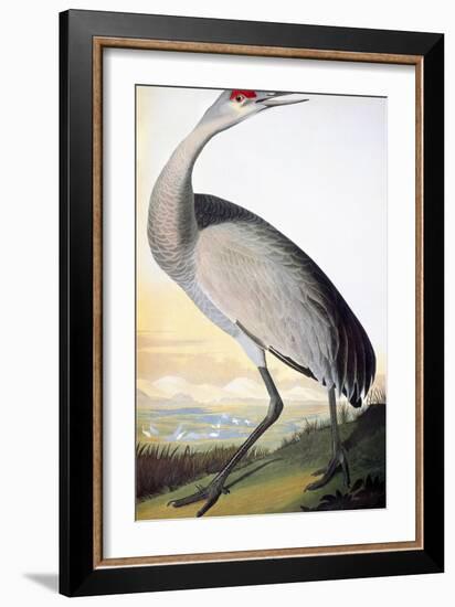 Audubon: Sandhill Crane-John James Audubon-Framed Giclee Print