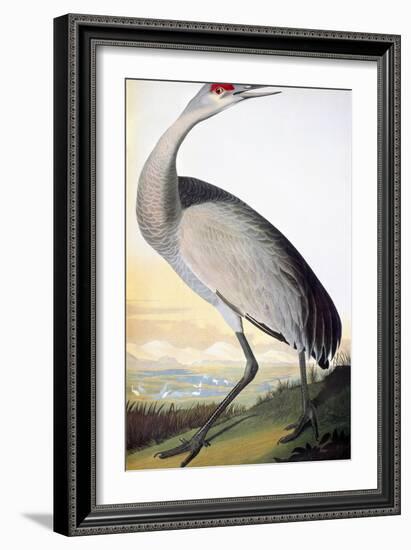 Audubon: Sandhill Crane-John James Audubon-Framed Giclee Print