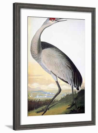 Audubon: Sandhill Crane-John James Audubon-Framed Giclee Print