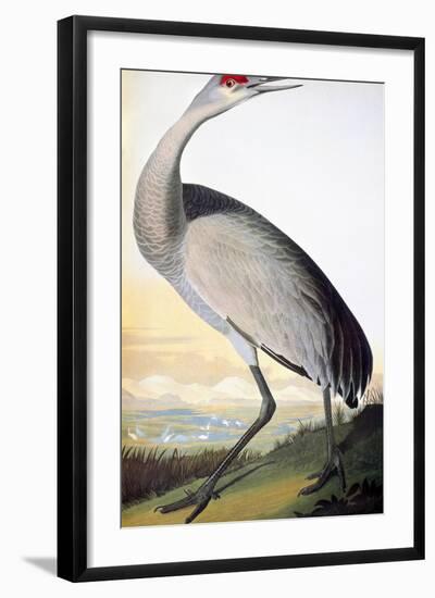 Audubon: Sandhill Crane-John James Audubon-Framed Giclee Print