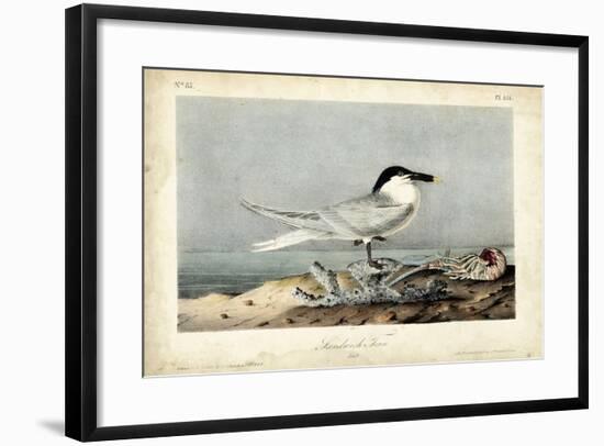 Audubon Sandwich Tern-John James Audubon-Framed Art Print