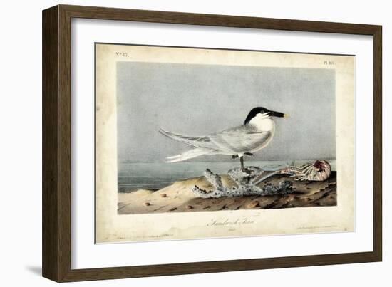 Audubon Sandwich Tern-John James Audubon-Framed Art Print