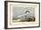 Audubon Sandwich Tern-John James Audubon-Framed Art Print